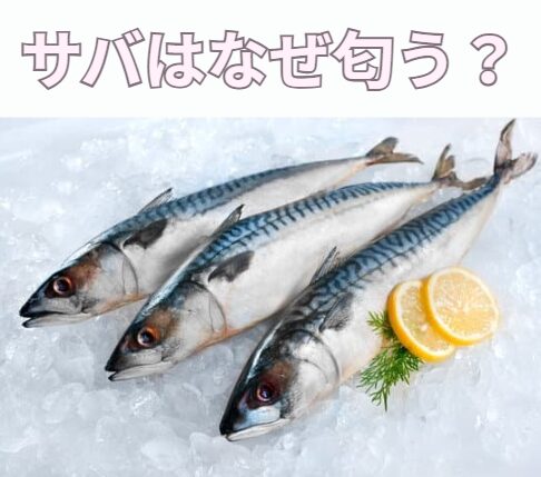 サバが匂う理由は、体内のトリメチルアミンオキシドの分解と、酸化しやすい脂質にあります。釣太郎