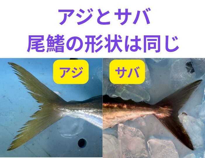 アジ=居着きと回遊で味が変わる万能魚。人気度・ブランド価値が高い。サバ=脂が豊富で安価。流通量が多く、庶民の味として定着。釣太郎