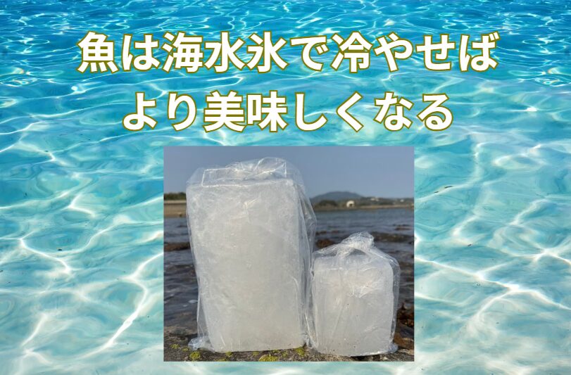 海水氷は浸透圧が自然に近く、冷却力も高いため、鮮度保持率が真水氷より約30％優れています。釣太郎