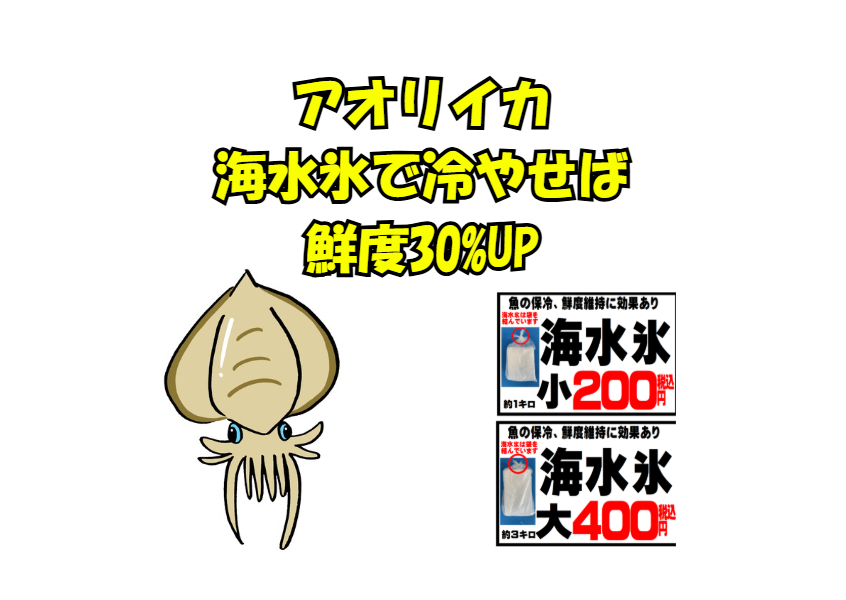 【鮮度30%UPは常識!】アオリイカの神鮮度を保つ「海水氷」の秘密と釣太郎の神コスパ