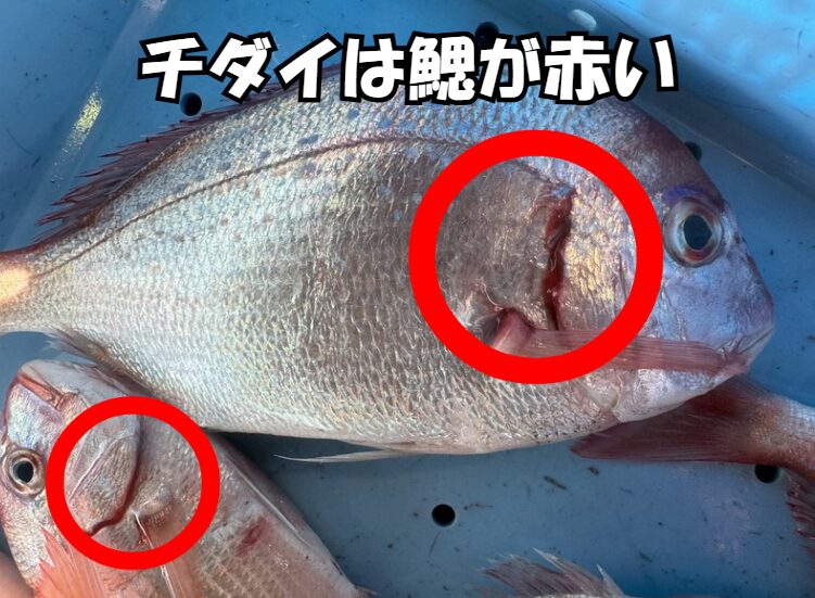 チダイと真鯛の違い｜赤くにじむ鰓で見分ける！味・旬・釣り方を徹底解説。釣太郎