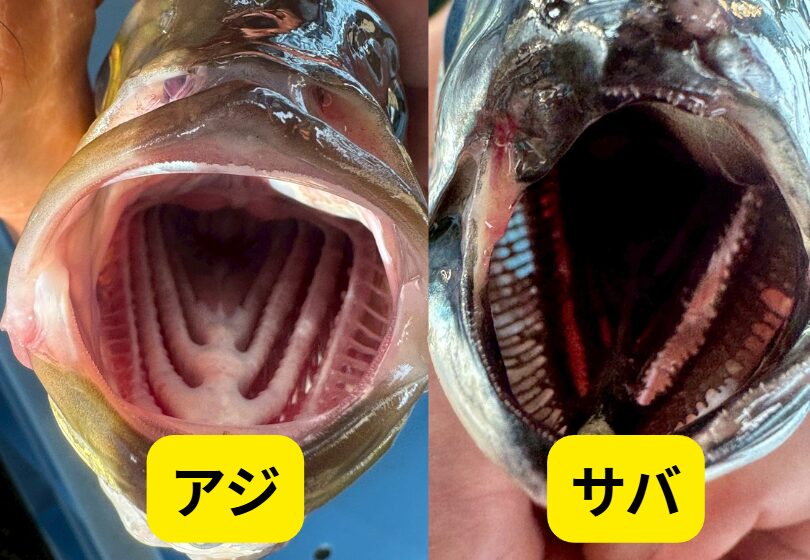 アジとサバの口の中を徹底比較！違いと共通点を釣り人目線で解説。釣太郎
