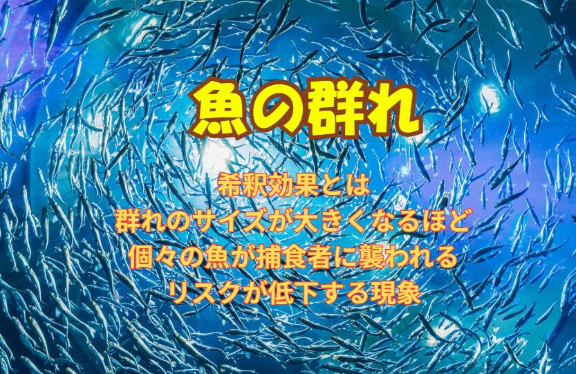 希釈効果とは、群れのサイズが大きくなるほど、個々の魚が捕食者に襲われるリスクが低下する現象。釣太郎