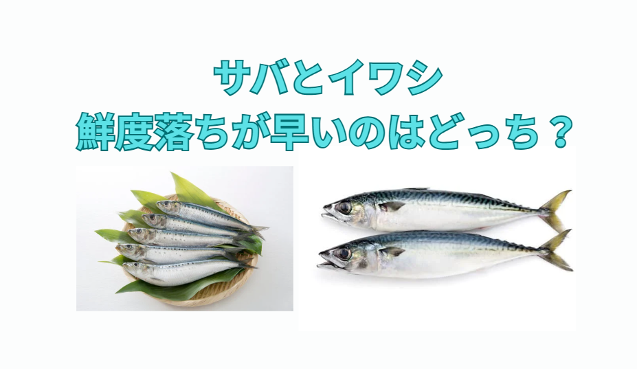 鮮度劣化が早い2大魚。「腹身から崩壊し始める局地戦」**が得意なサバ。全身がなすすべなく朽ちていく総力戦を仕掛けるイワシ。釣太郎