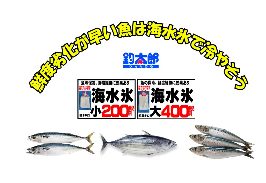 イワシ・サバ・カツオなど鮮度劣化が早い魚こそ海水氷で冷やせば、一層効率的で美味しくなる。釣太郎