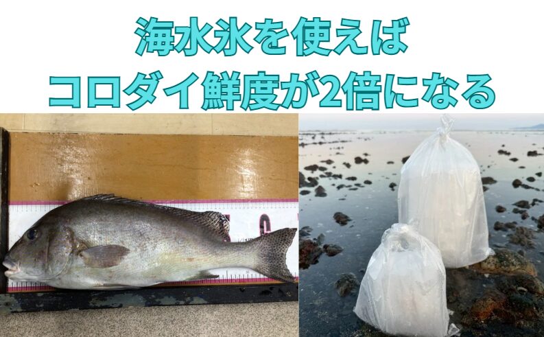 コロダイの鮮度保持には、単なる冷却ではなく「塩分濃度と温度管理による科学的アプローチ」が不可欠です。釣太郎