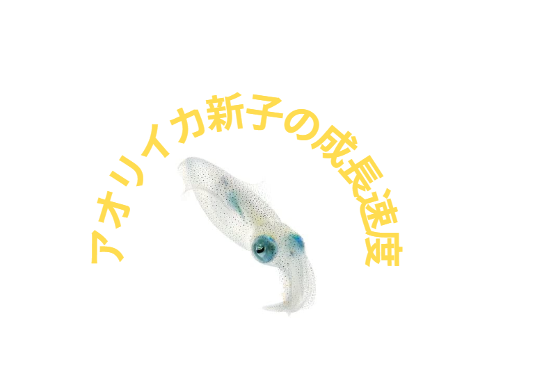 アオリイカ新子の成長速度紹介。釣太郎