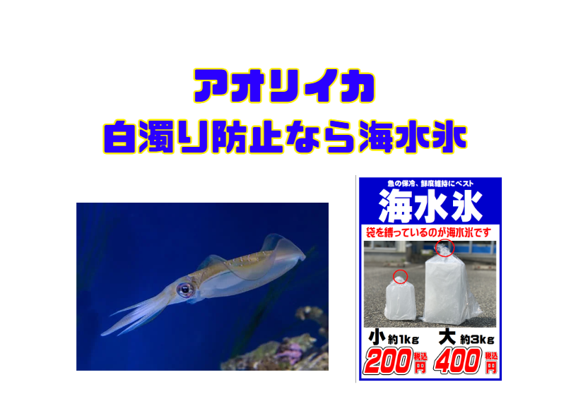 アオリイカ白濁り防止なら、海水を凍らせた海水氷がベスト。釣太郎