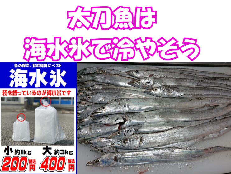 太刀魚は海水氷で冷却すれば、より美味しくなる。海水氷は普通氷よりコア温到達が28％速い。釣太郎