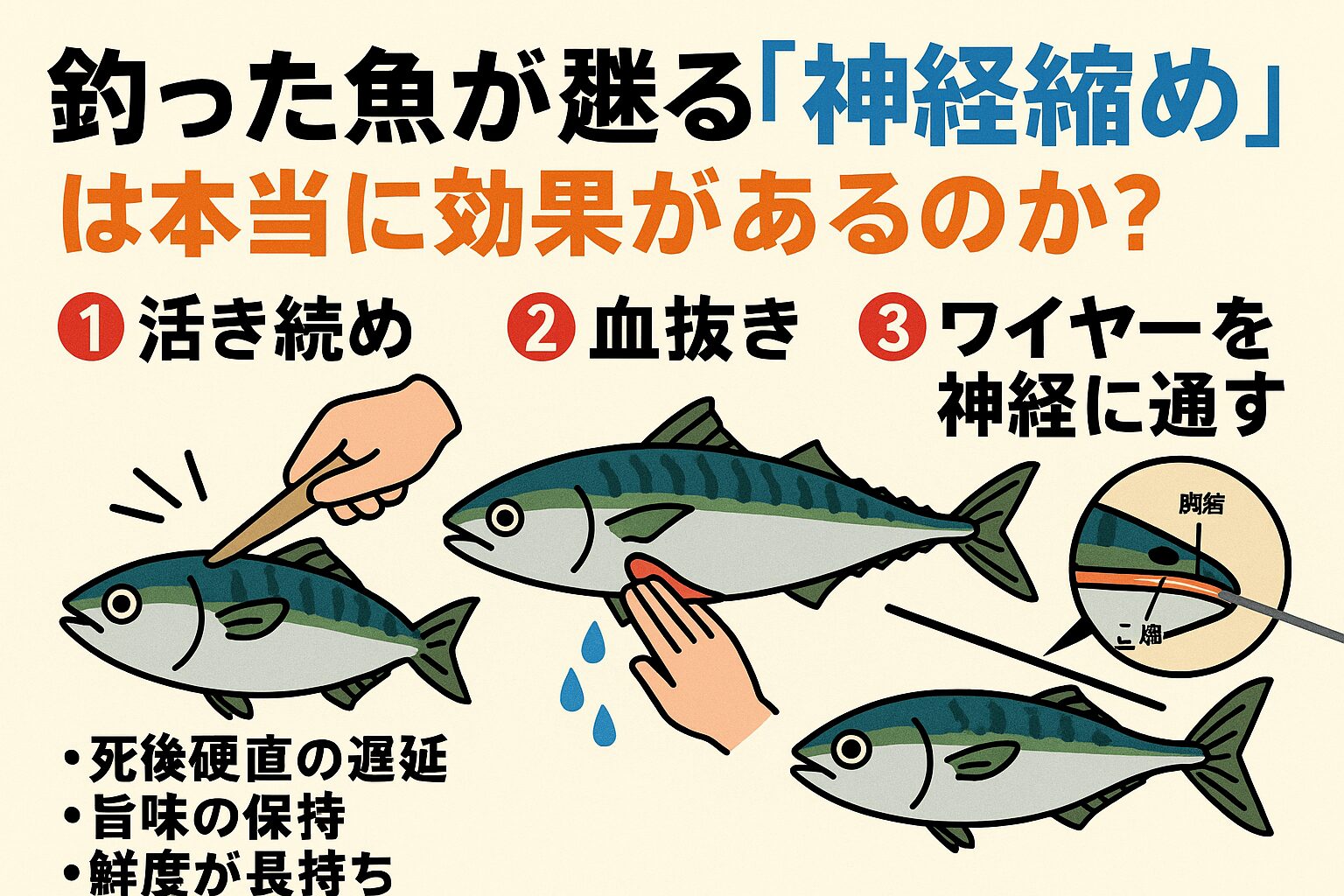 神経締めは「魚を甦らせる」ように見える特殊な処理法ですが、実際は鮮度を長持ちさせる非常に効果的なテクニック。釣太郎