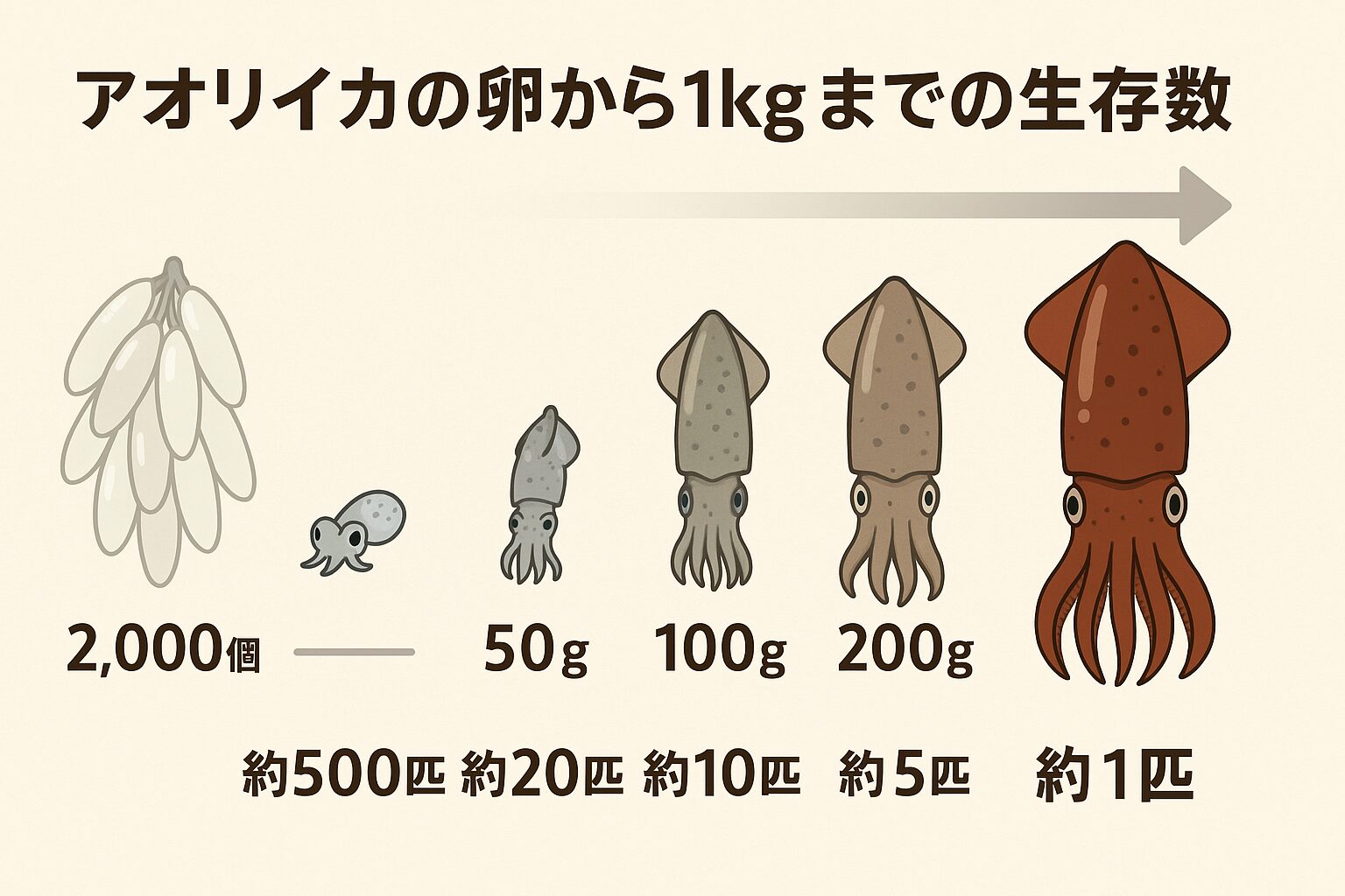 アオリイカの産卵はは 1匹で1,000〜3,000粒が一般的。 卵から成体になるまで 約0.05％、2,000粒産んで1匹ほどが親になります。釣太郎