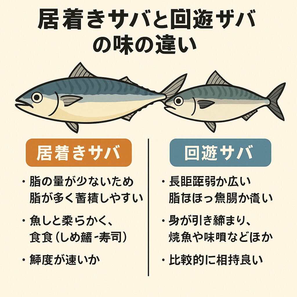 居着きサバは脂が乗って濃厚、回遊サバはあっさりして食べやすい。釣太郎