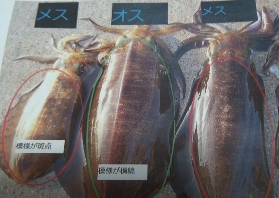 アオリイカ、メスは柔らかく、甘みが強い。
オスは身が締まり、旨味が濃厚。釣太郎