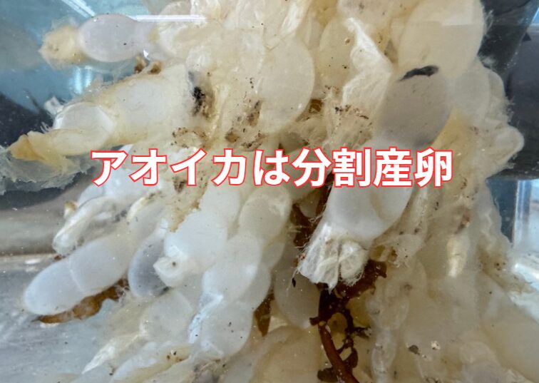 アオリイカの「分割産卵」は、子孫を残すための賢い戦略です。釣太郎