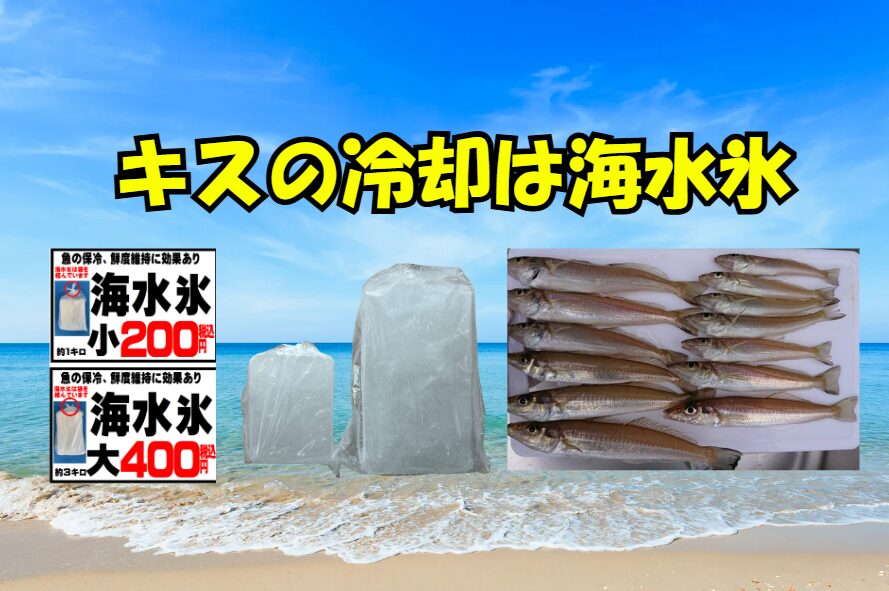 キス（シロギス）冷却は、海水氷は魚体との浸透圧差が小さいため、ATP保持率が高く、刺身・天ぷらいずれでもワンランク上の味に仕上がります。釣太郎