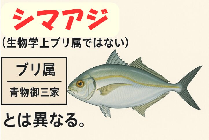 シマアジはアジ科シマアジ属であり、ブリ属ではない。青物御三家（ブリ・ヒラマサ・カンパチ）とは分類上別グループ。釣太郎