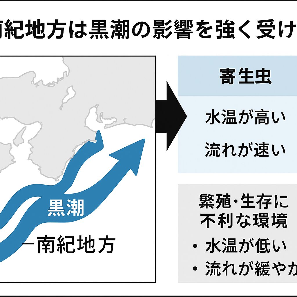 南紀地方は黒潮の影響を強く受ける海域・黒潮は「水温が高く流れが速い」ため寄生虫が繁殖しにくい・その結果、南紀の魚は鮮度が高く、刺身文化が発展した。釣太郎