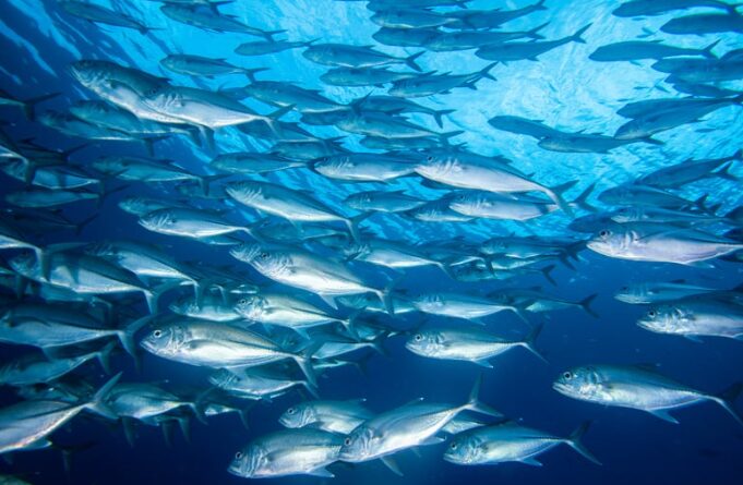 回遊魚の行動パターン紹介。釣太郎