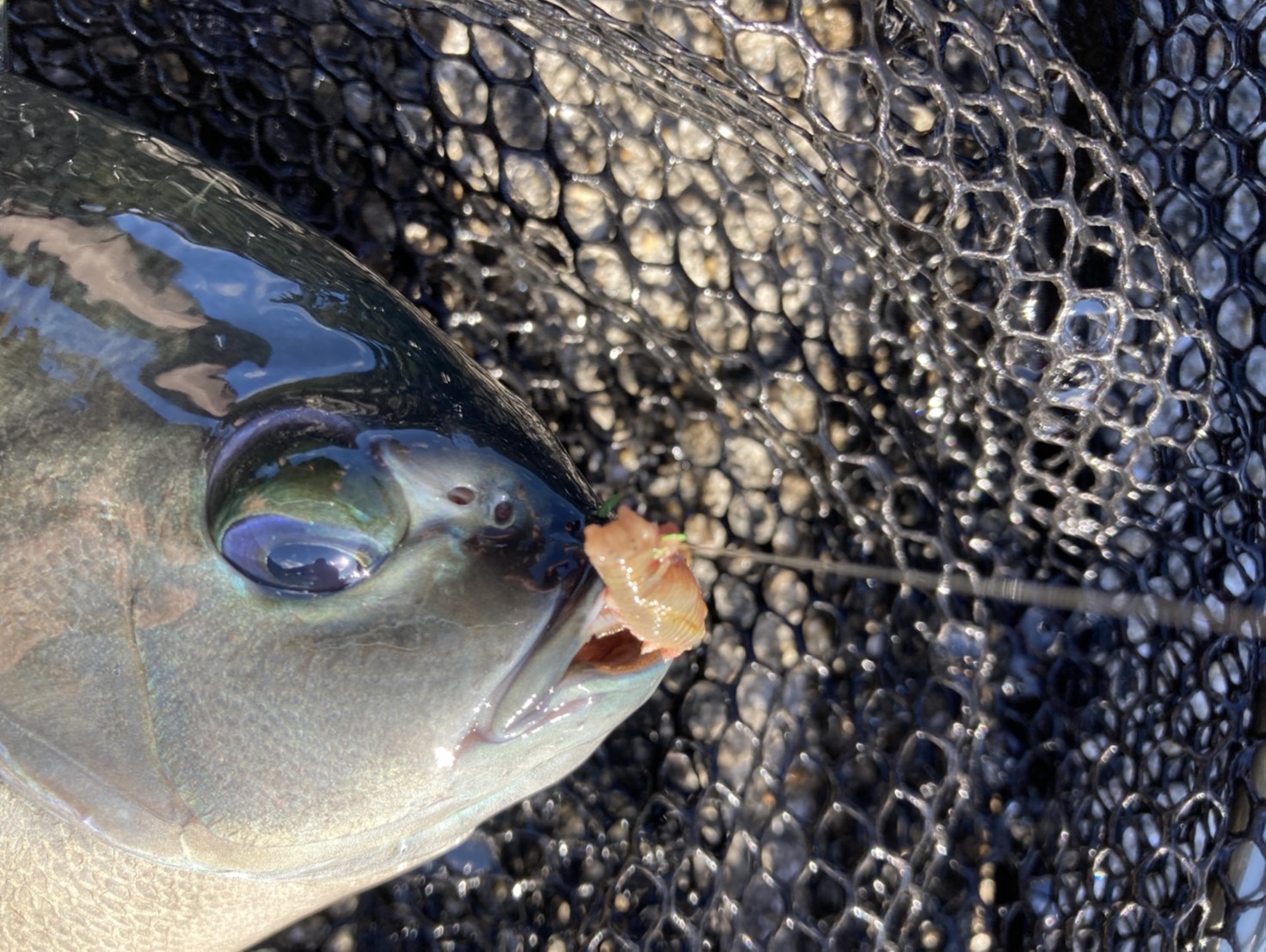 グレの食性についてまとめます。基本は「雑食性」で、成長や季節によって食べるものを変える。幼魚期は「肉食寄り」で、動物プランクトンや甲殻類が主食。釣太郎