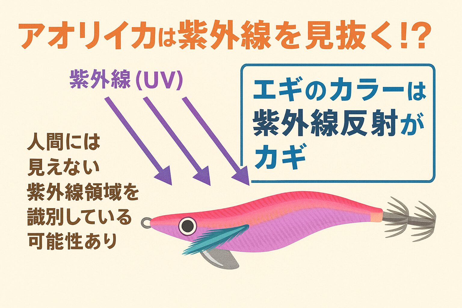 アオリイカは人間には見えない紫外線領域を識別できる可能性があり、UV反射エギは釣果を大きく左右するカギ。釣太郎