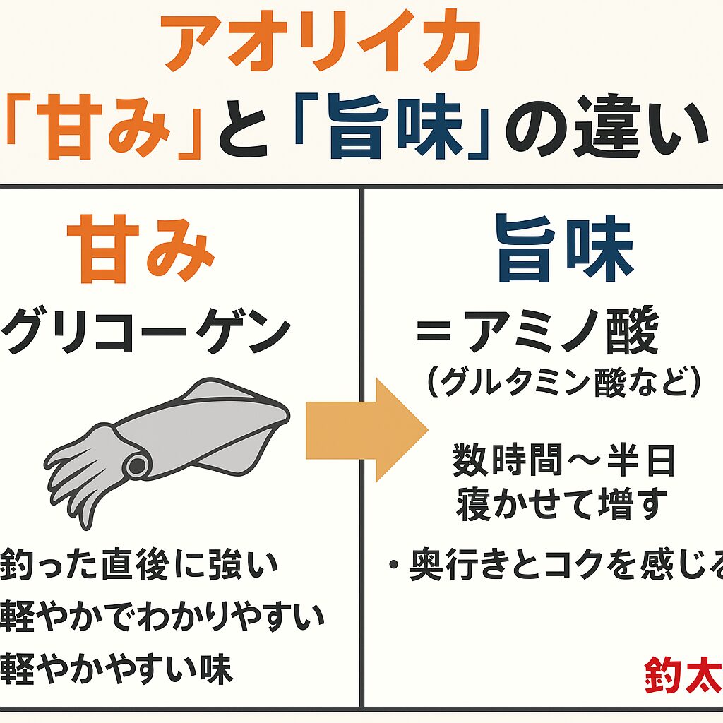 アオリイカの旨味と甘みはどう違う?釣り人が知っておきたい味覚の秘密.釣太郎