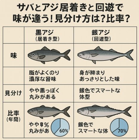 サバとアジは同じ魚でも「居着き型」と「回遊型」に分かれる！アジ＝居着き40％：回遊60％、サバ＝居着き30％：回遊70％。釣太郎