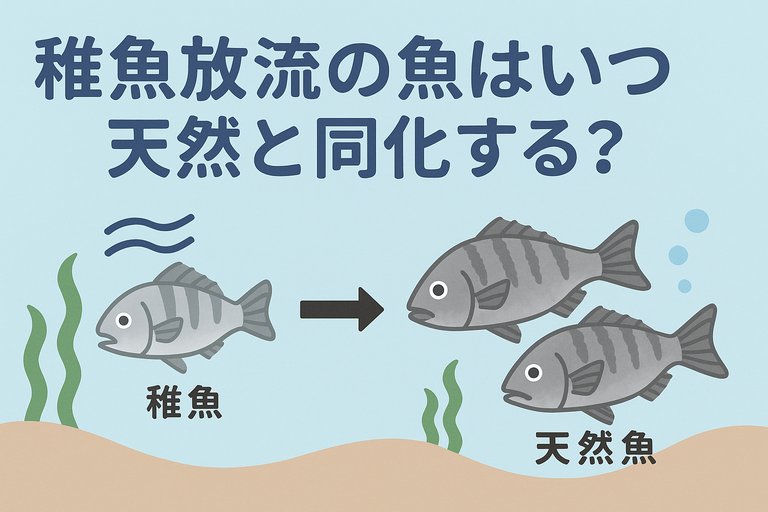 放流魚は放流から1〜3か月で群れに馴染み始める・半年〜1年で外見も食味も天然魚と同化。放流直後は警戒心が弱く捕食に不慣れだが、成長とともに野生化が進む。釣太郎
