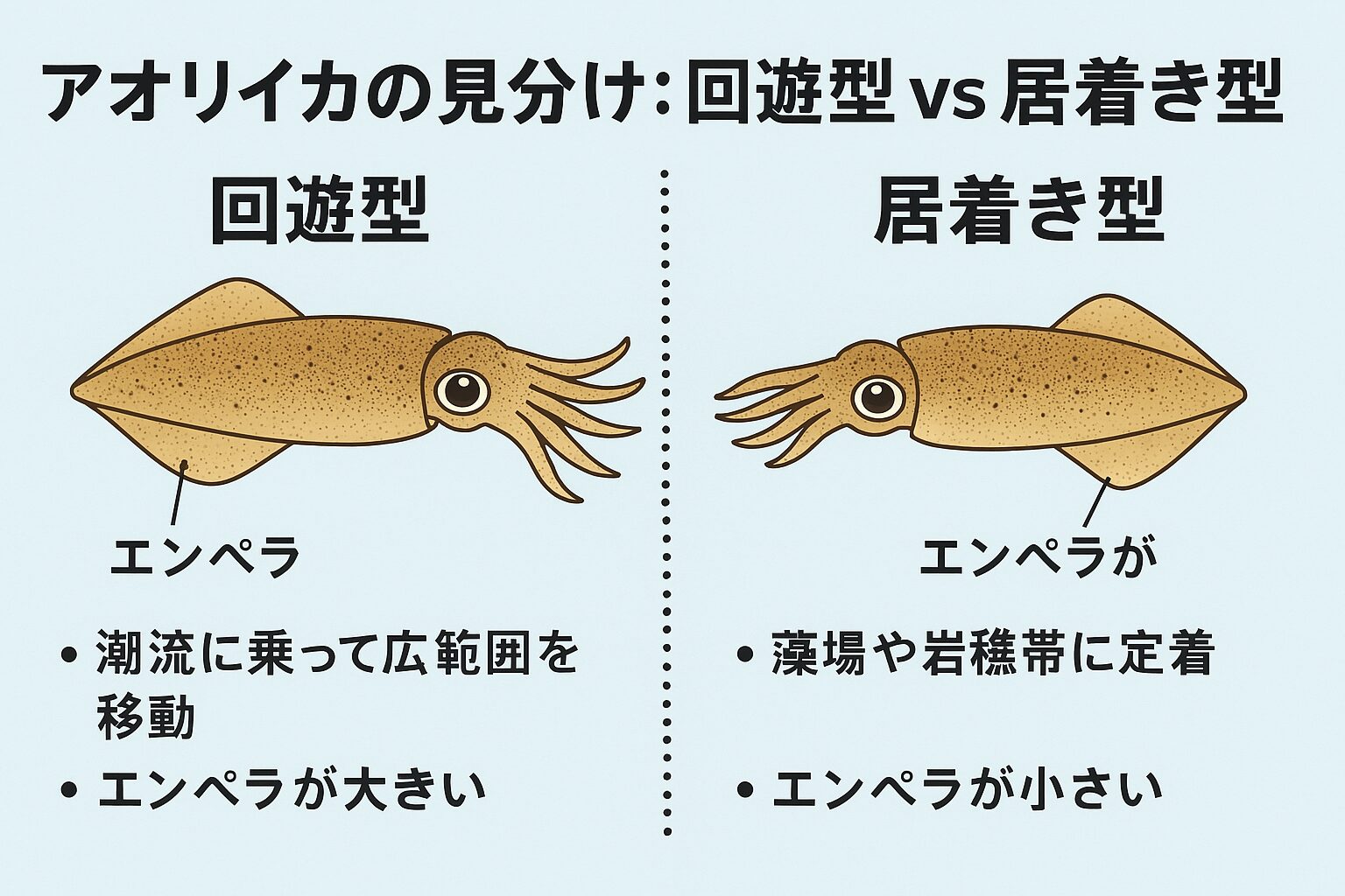アオリイカ、居着き型は産卵場に定着し、回遊型は餌場や産卵場を求めて移動します。釣太郎