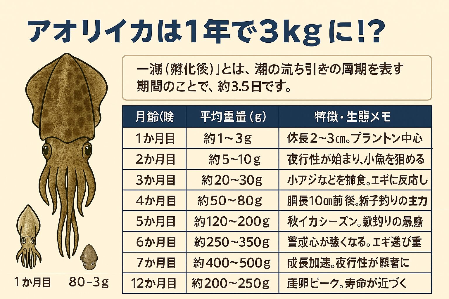 アオリイカは寿命1年の短命生物。その分、成長は爆速。水温20〜25℃が最適。秋〜春にかけて急成長。釣太郎