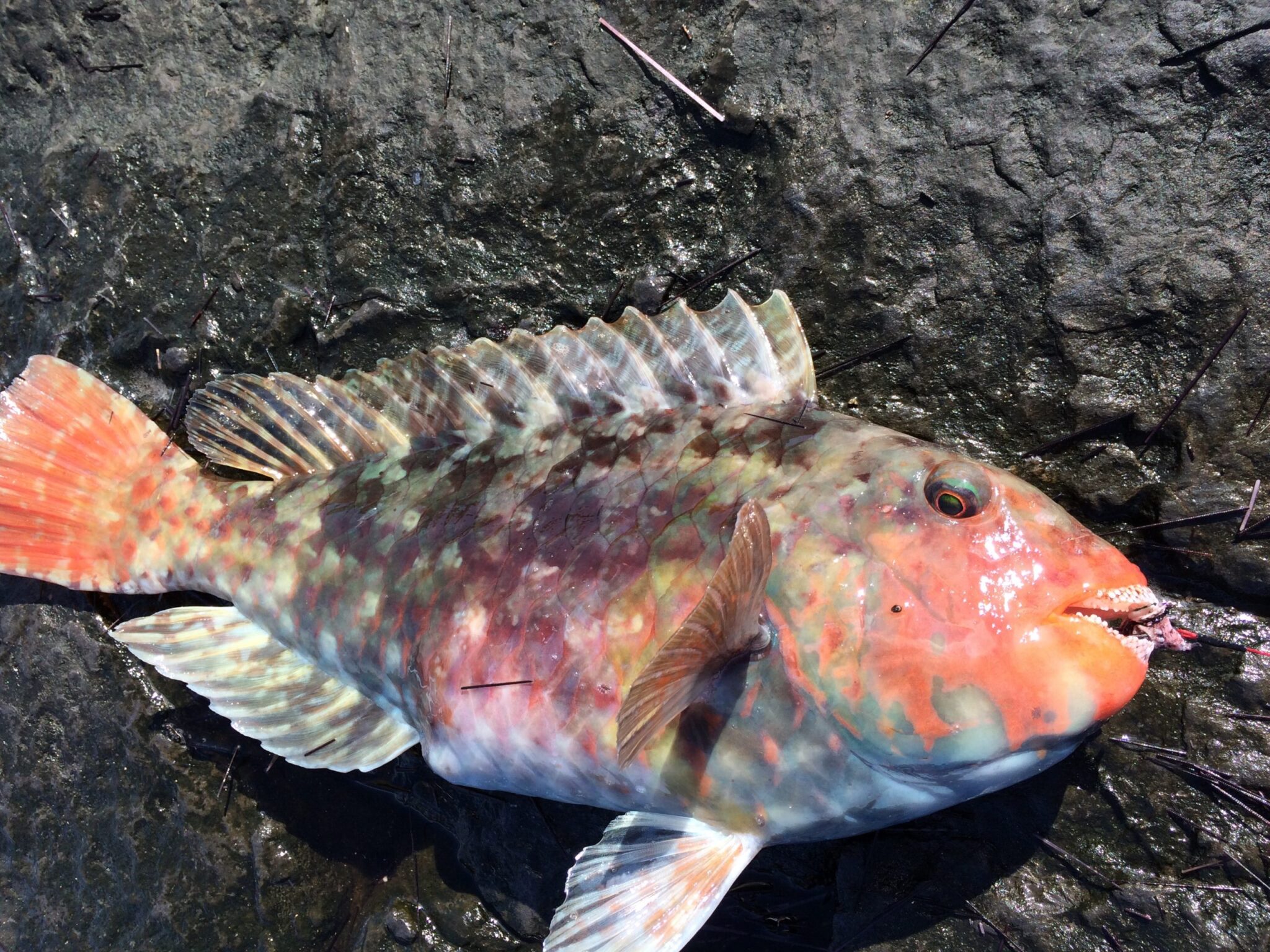 イガミ(ブダイ)とは|南紀地方で愛される“祝魚”釣太郎