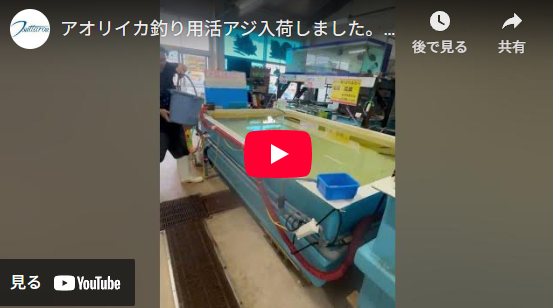 アオリイカ釣り用活アジ入荷。のませ釣り用小アジも入りました。９月３日水曜日。釣太郎