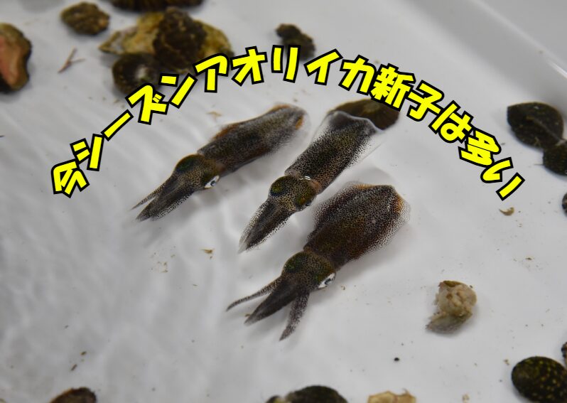 今年はアオリイカの当たり年。あちこちで釣れています。釣太郎