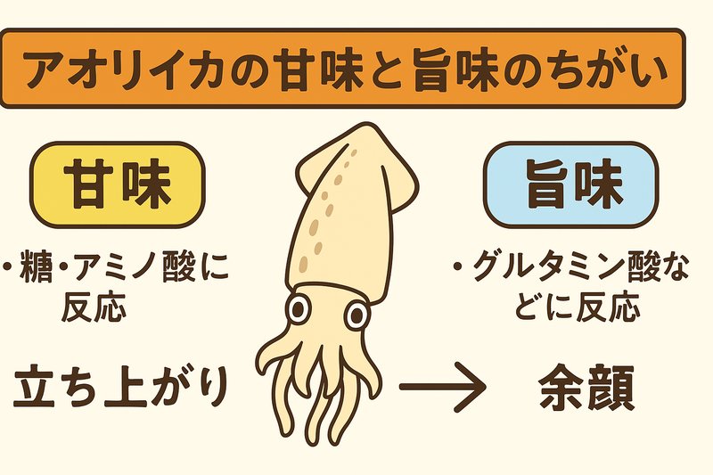 アオリイカはなぜ甘いのか。甘味と旨味のちがいを科学で解説し、最高の食べ方まで網羅.釣太郎