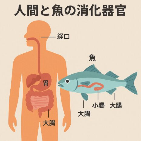 魚は腐ったものを食べても食あたりしない理由。釣太郎