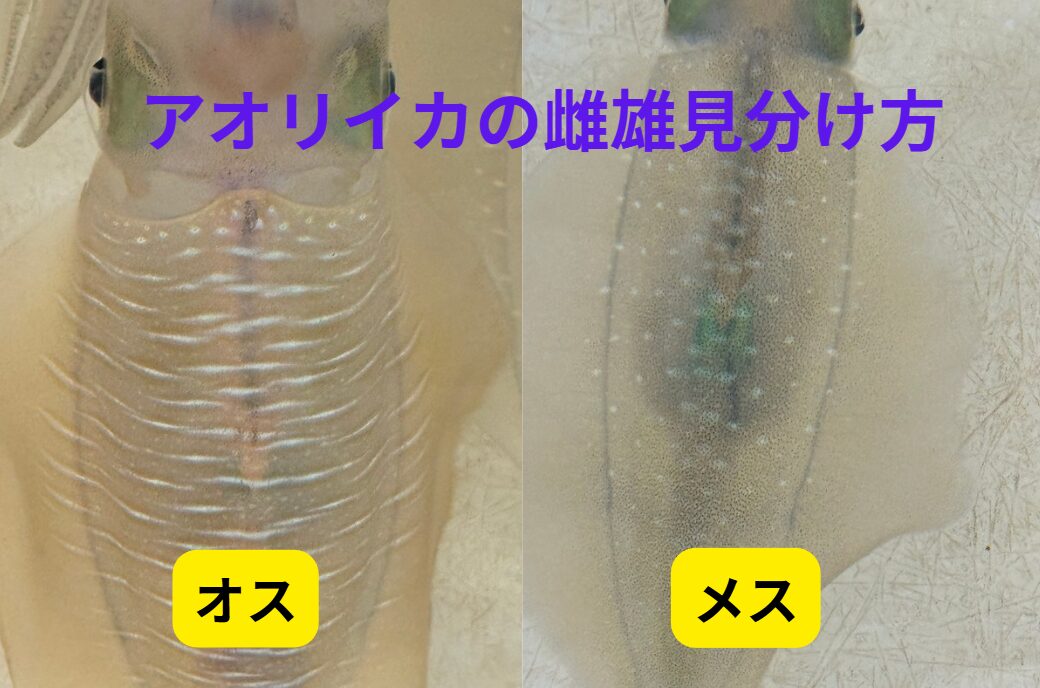 アオリイカのオスは短い棒状模様、メスは斑点。釣太郎