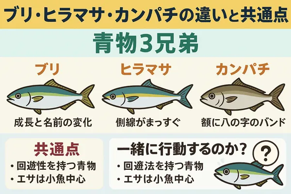 ブリ・ヒラマサ・カンパチの違いを徹底解説｜味・釣り方・見分け方を