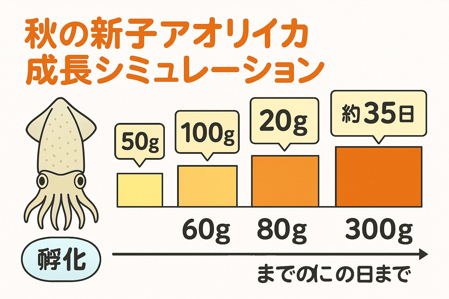 秋の新子アオリイカは 孵化から約35日で50g、約60日で100g、約80日で200g、約100日前後で300gに到達。釣太郎