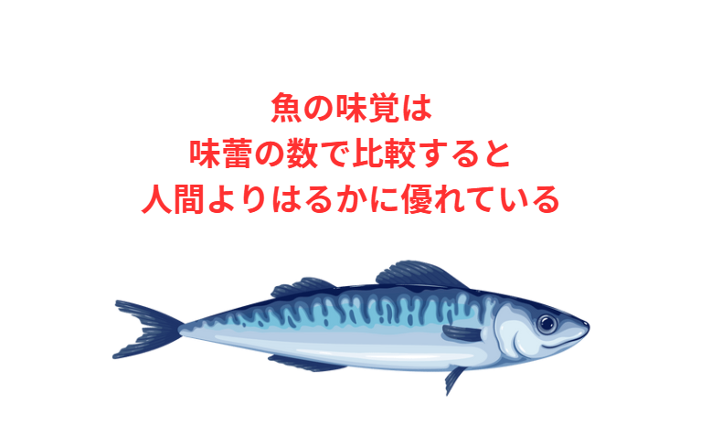 魚の味覚は、味蕾の数で比較すると人間よりはるかに優れている。 特にナマズは人間の20倍以上の味蕾を持つ。釣太郎
