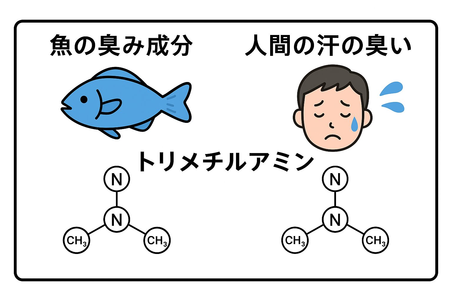 魚の臭みと人間の汗の臭いは、実は同じ「トリメチルアミン」という分子によるものです。釣太郎