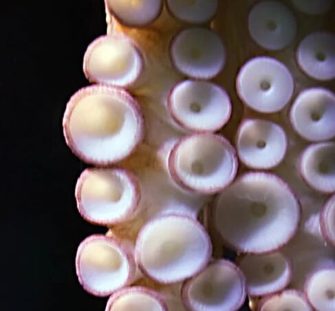 タコもアオリイカも、腕の先端に大きな吸盤を持つのは進化の合理性と狩猟戦略の最適化によるもの。釣太郎