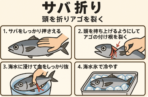 サバ折りは、頭を折るようにアゴを裂くことで効率よく血抜きできる伝統的な技術。臭みが減り、見た目や味が向上・食感が良くなり、保存性も高まる。釣太郎