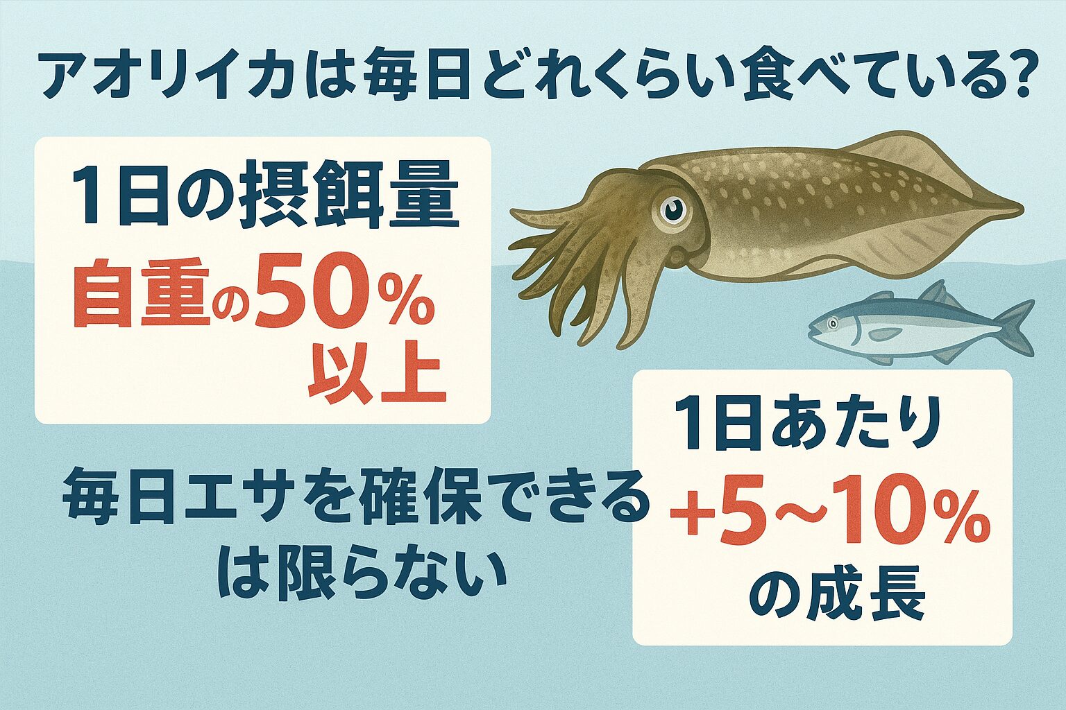 アオリイカは**幼生期で自重の30〜60%、成体でも5〜10%を毎日食べる
・1日あたり体重3〜7%**の成長が可能で、半年〜1年でキロ級に達する.釣太郎