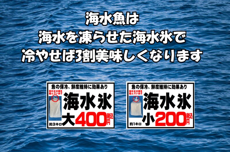 魔法の氷、海水氷の秘密とは? 釣った魚が驚くほど美味しくなる理由。釣太郎
