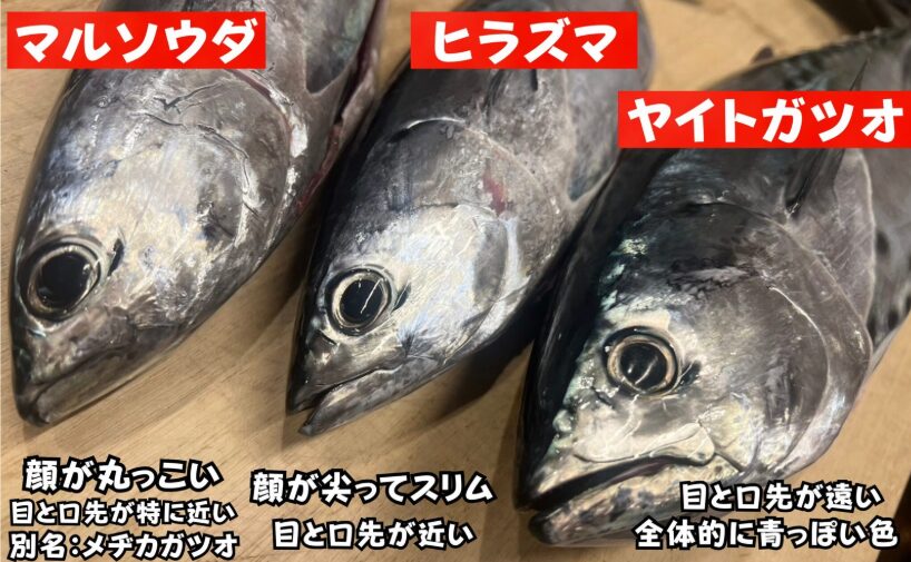 ヒラソウダ・マルソウダ・ヤイトガツオの見分け方を徹底解説！釣り人必見の違いまとめ。釣太郎