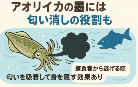アオリイカの墨には「煙幕」だけでなく匂い消しの役割も。釣太郎
