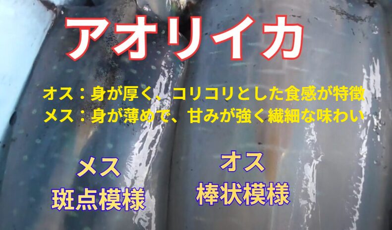 アオリイカ、オス：身が厚く、コリコリとした食感が特徴。メス：身が薄めで、甘みが強く繊細な味わい。釣太郎