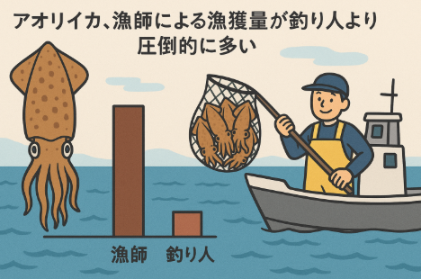 漁業関係者（漁師）が捕獲するアオリイカの量が、釣り人が釣る量より圧倒的に多いです。釣太郎