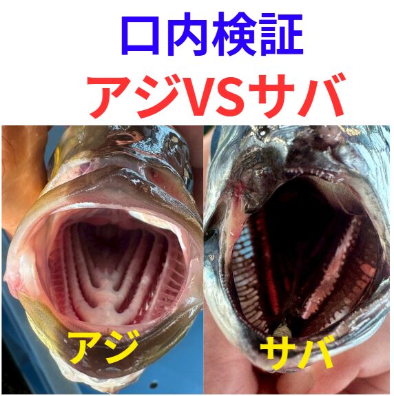 【AIが徹底比較】アジvsサバ！口の中の「決定的違い」釣太郎