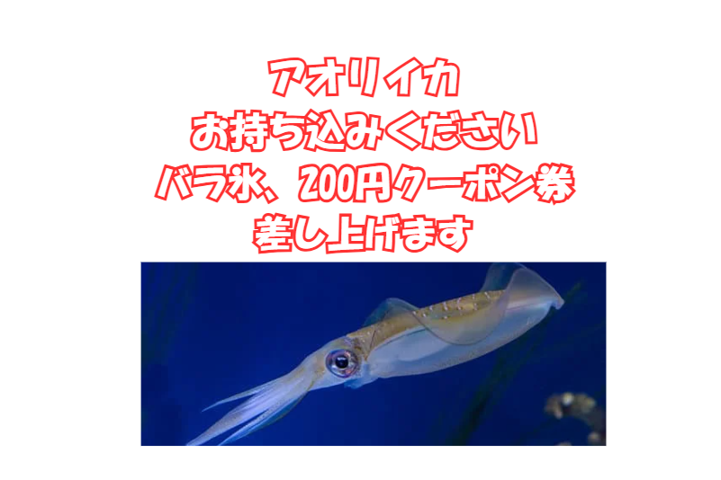 200ｇ以上のアオリイカ釣果、気軽にお持ち込みください。