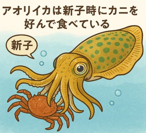 アオリイカは成体になるとアジやエビを好んで捕食することで有名ですが、実は新子の時期には小型のカニをよく食べています。釣太郎